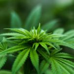 Effects of marijuana, cannabis, weeds on patients receiving anesthesia
