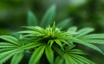 Effects of marijuana, cannabis, weeds on patients receiving anesthesia