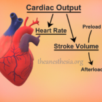 What is Cardiac Performance?. Pathophysiology and It’s Clinical Correlations.