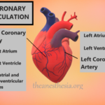 Coronary Circulation: Anatomy, Physiology and Autoregulation